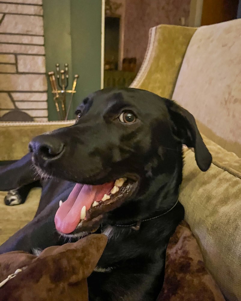Black Puerto Rican sato dog named Butters with tongue out, mascot of Shelter Air HVAC company in Beacon NY, demonstrating enthusiasm mentioned in fresh air ventilation article.