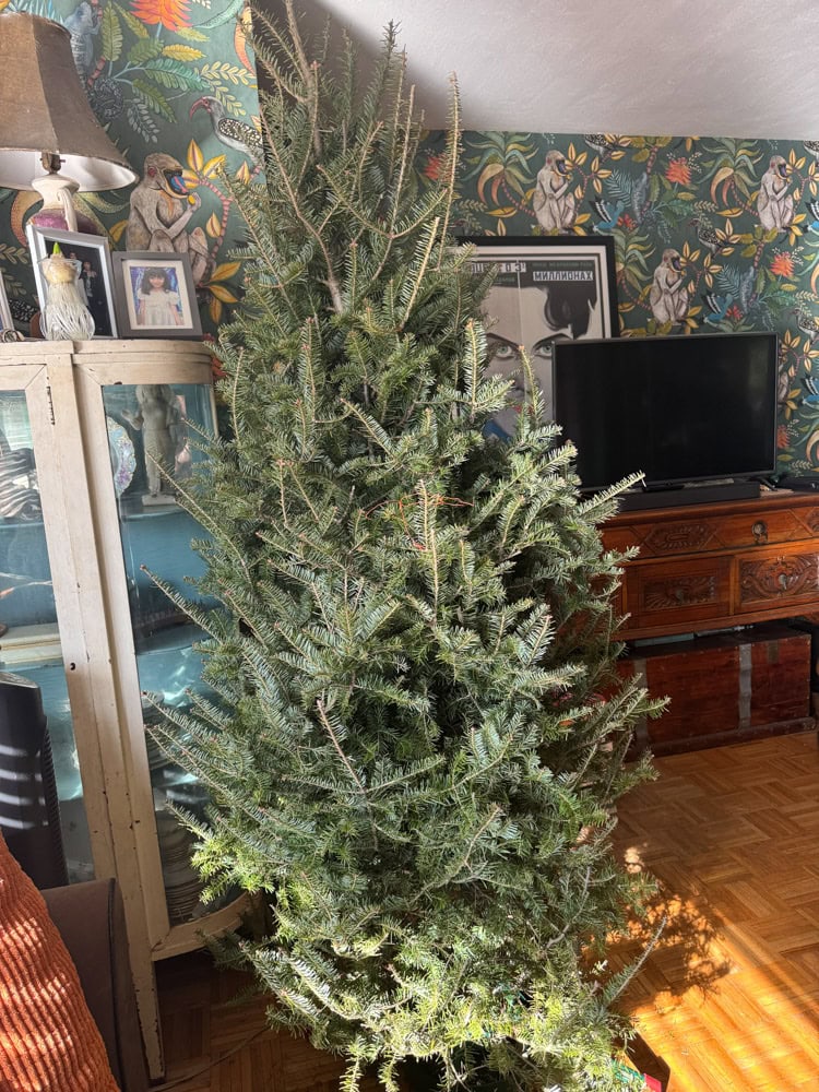 Tall undecorated Balsam fir Christmas tree in eclectic living room with botanical wallpaper and vintage furniture